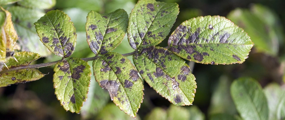 Leaf spot diseased tree found in a property in Lady Lake, FL.