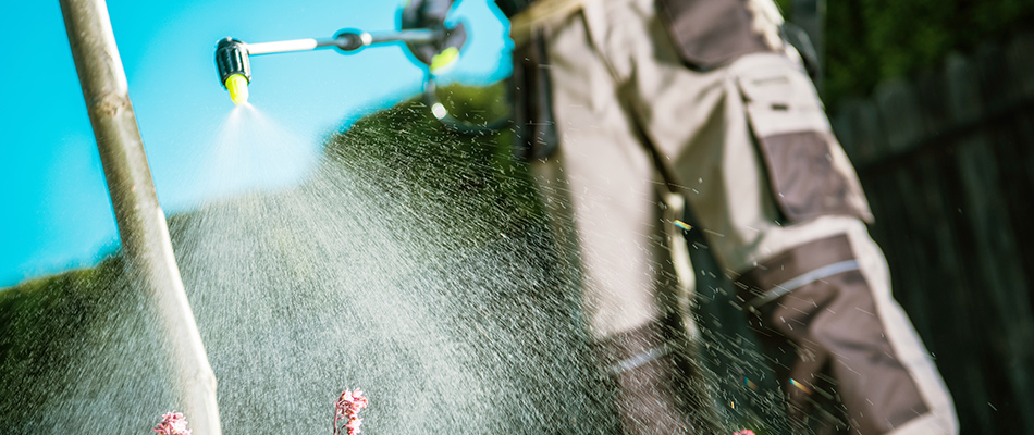 Expert applying a liquid tree fertilizer to the base of a young tree in The Villages, FL and nearby areas.