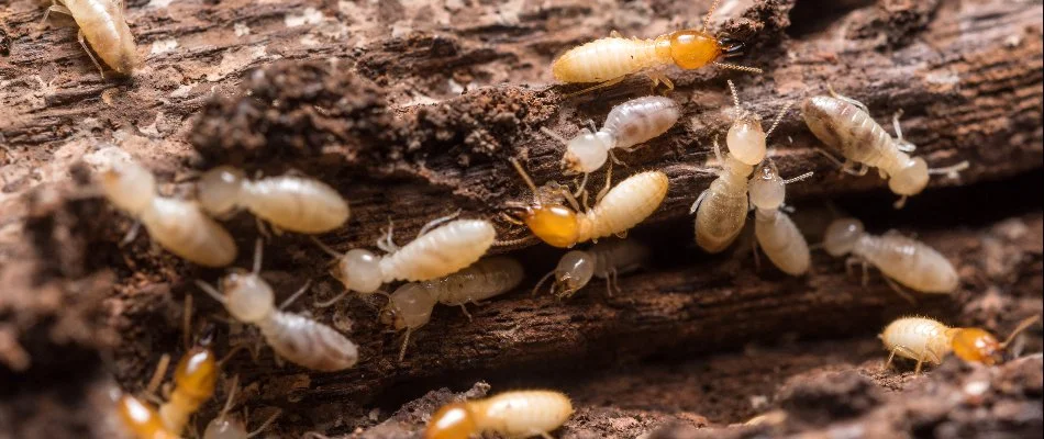 Termites crawling on a piece of wood in The Villages, FL.