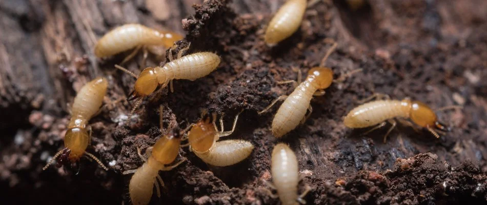 Termites eating a piece of wood on a property in The Villages, FL.