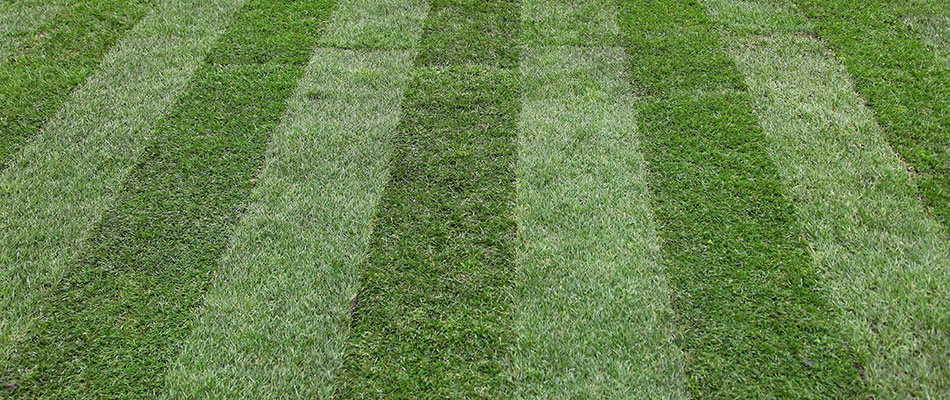 A healthy lawn with a striped grass cut pattern from our professional mowing service.