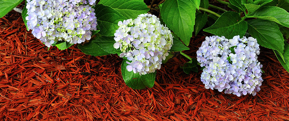 New mulch has been installed in a landscape bed in the Wildwood, FL area.