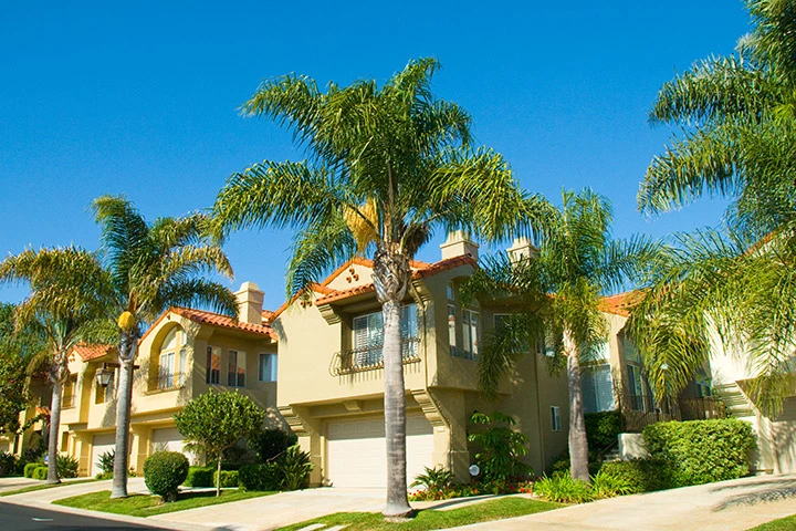 Healthy palm trees in a residential area near The Villages, FL.