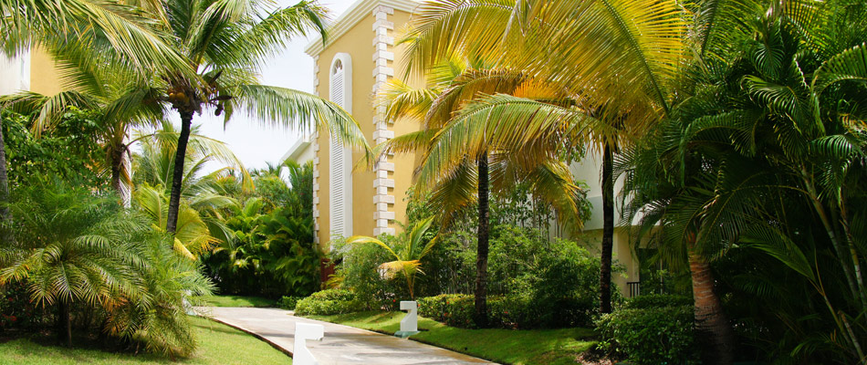 Trimmed palms in landscape in The Villages, FL.