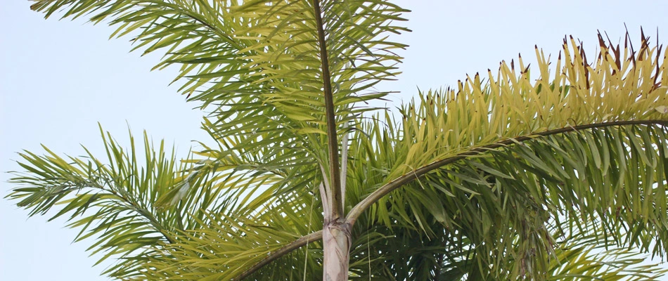 Palms with dead tips in landscape in Lady Lake, FL.