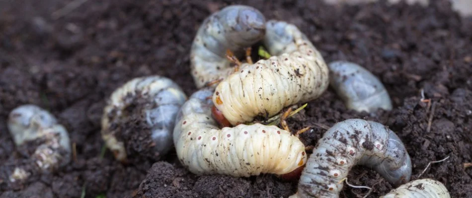 Many grubs on top of soil on a property in The Villages, FL.