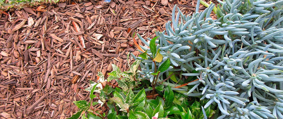A landscape bed with mulch recently installed for plant health and longevity.