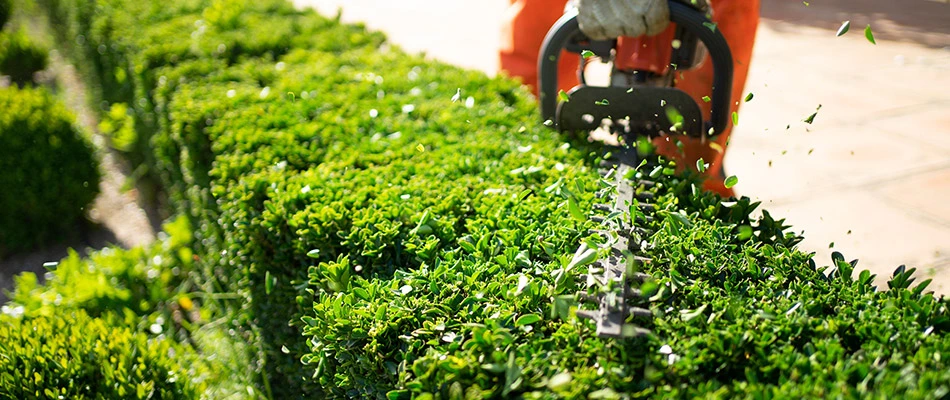 Lawn and landscape professional trimming a hedge in Wildwood, FL.