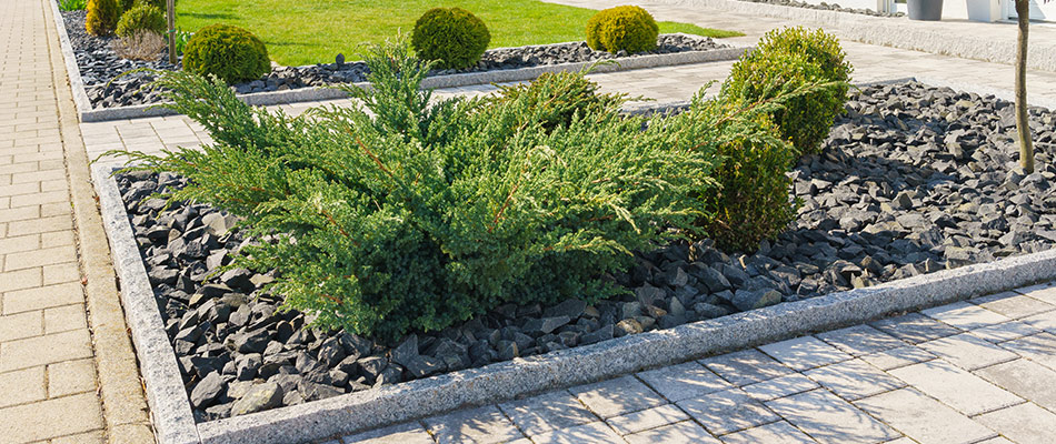 A landscape bed and walkway with shrubs surrounded by large black slate rocks.