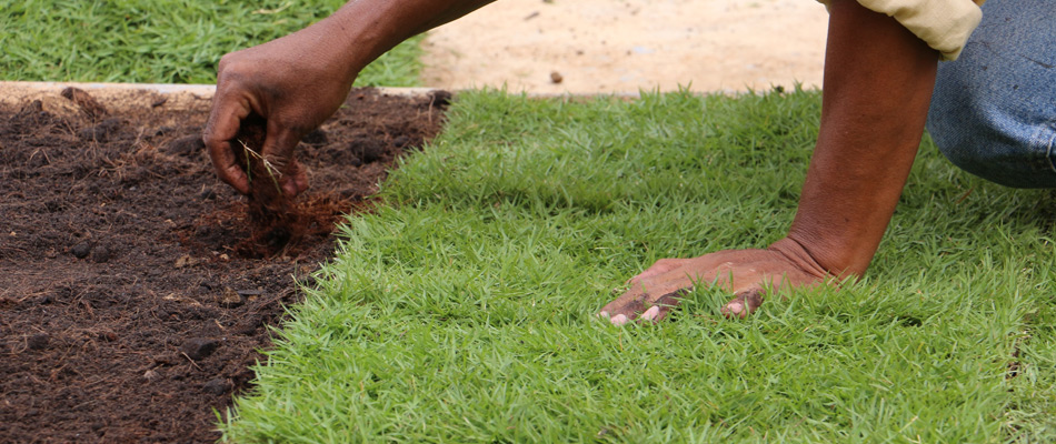 Professional placing sod squares down in lawn in Lady Lake, FL.