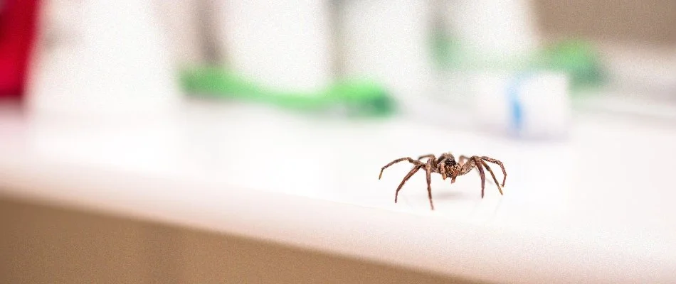 Spider on the counter inside a home in The Villages, FL.