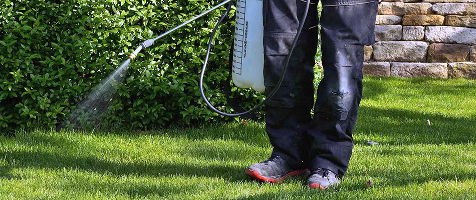 A professional is applying preventative lawn disease treatement on a lawn.