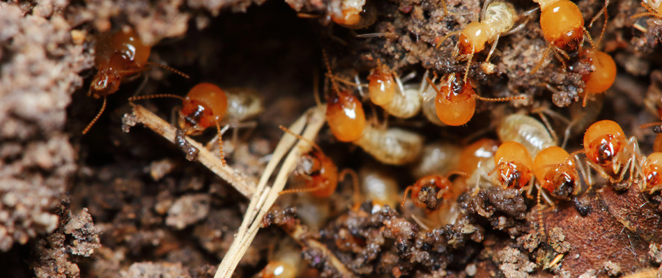 Termite infestation found in home in The Villages, FL.