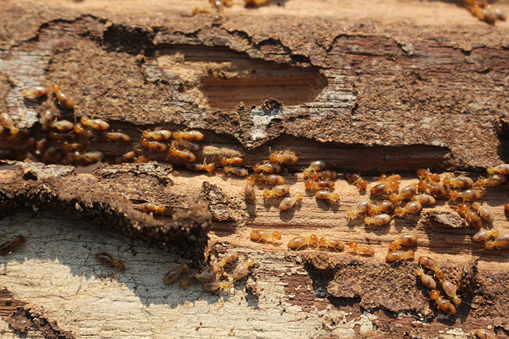 Termite infested wood with lots of termites crawling about working and consuming.