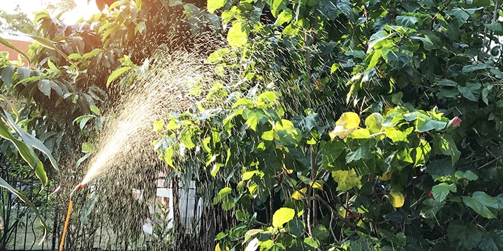 A shrub is being fertilized and cured of any tree disease near The Villages, FL.