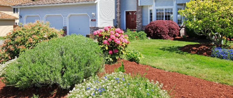 Trees and shrubs in the front lawn of a property in The Villages, FL.