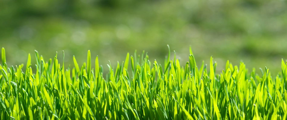 Vibrant serviced lawn in The Plantation at Leesburg, FL.