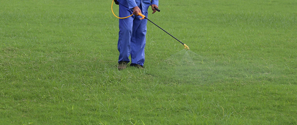Weed control professional spraying a lawn full of weeds.