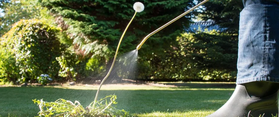 Person spraying weed control treatment on dandelion in The Villages, FL.