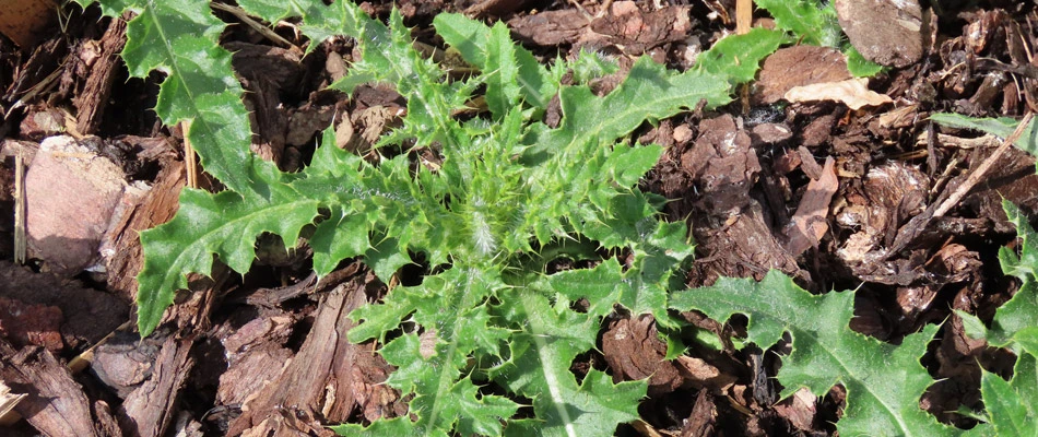 Weeds growing in a landscape bed in The Villages, FL.